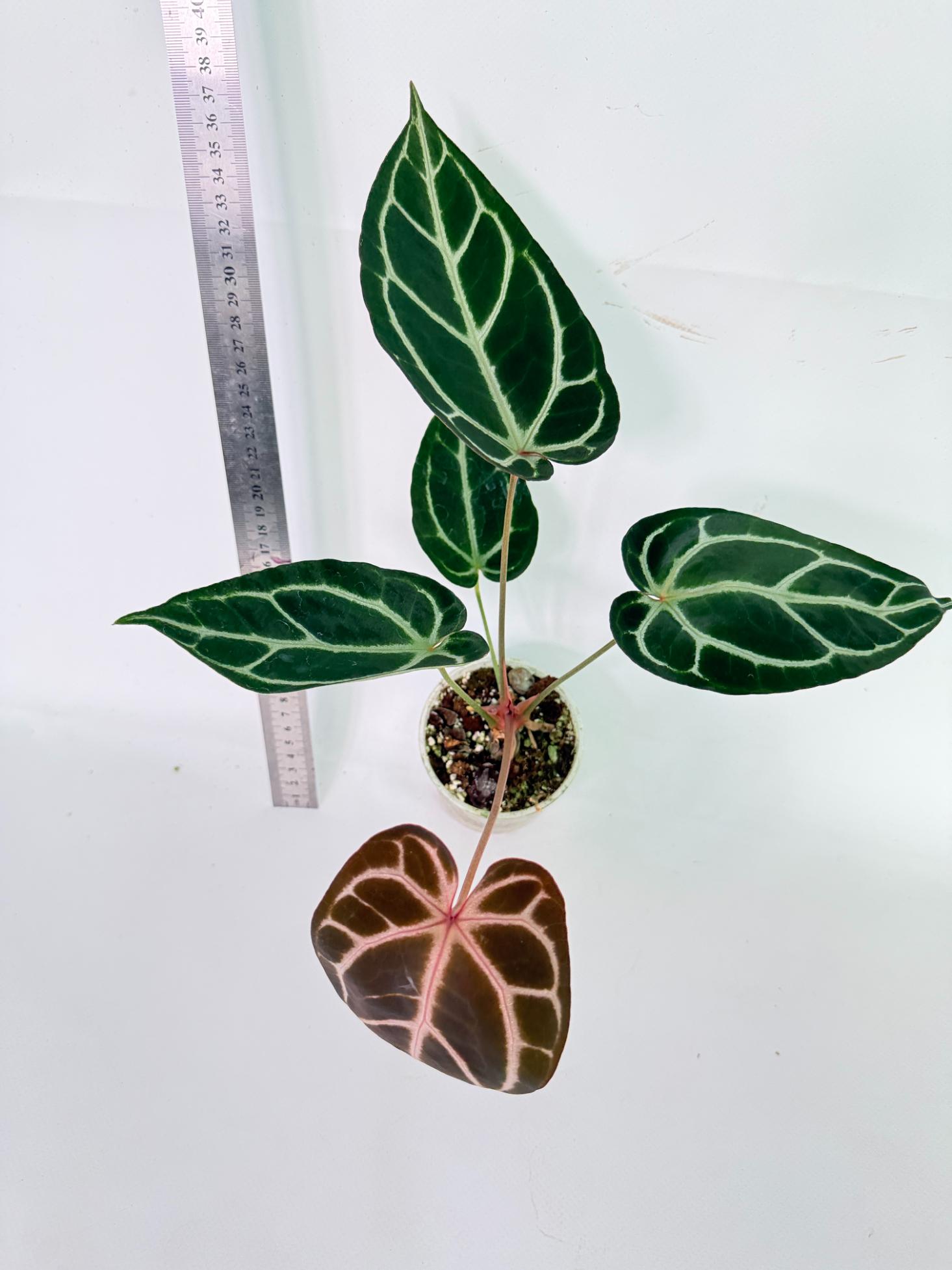 Anthurium Red Crystallinum x Dorayaki 6