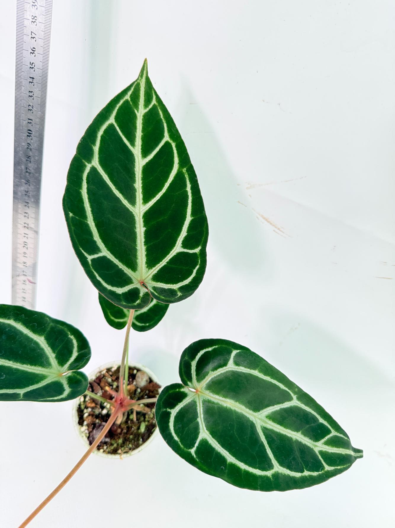 Anthurium Red Crystallinum x Dorayaki 4