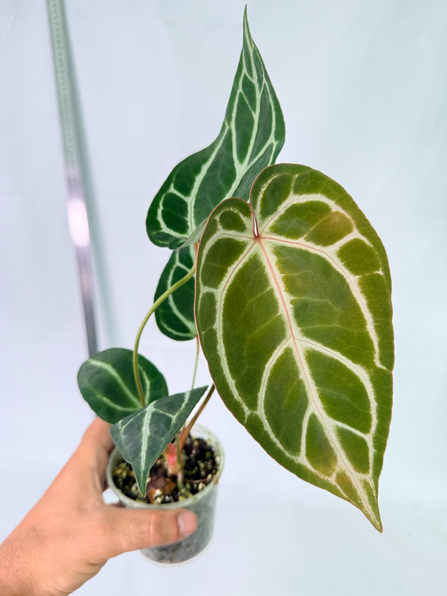 Anthurium Dark Phoenix 2