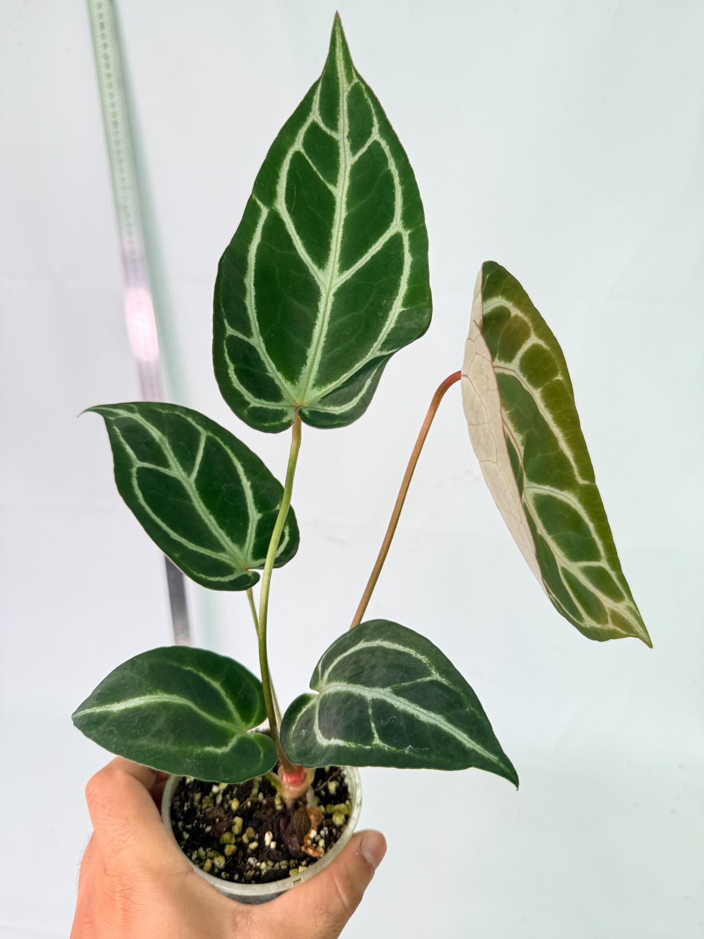 Anthurium Dark Phoenix 9