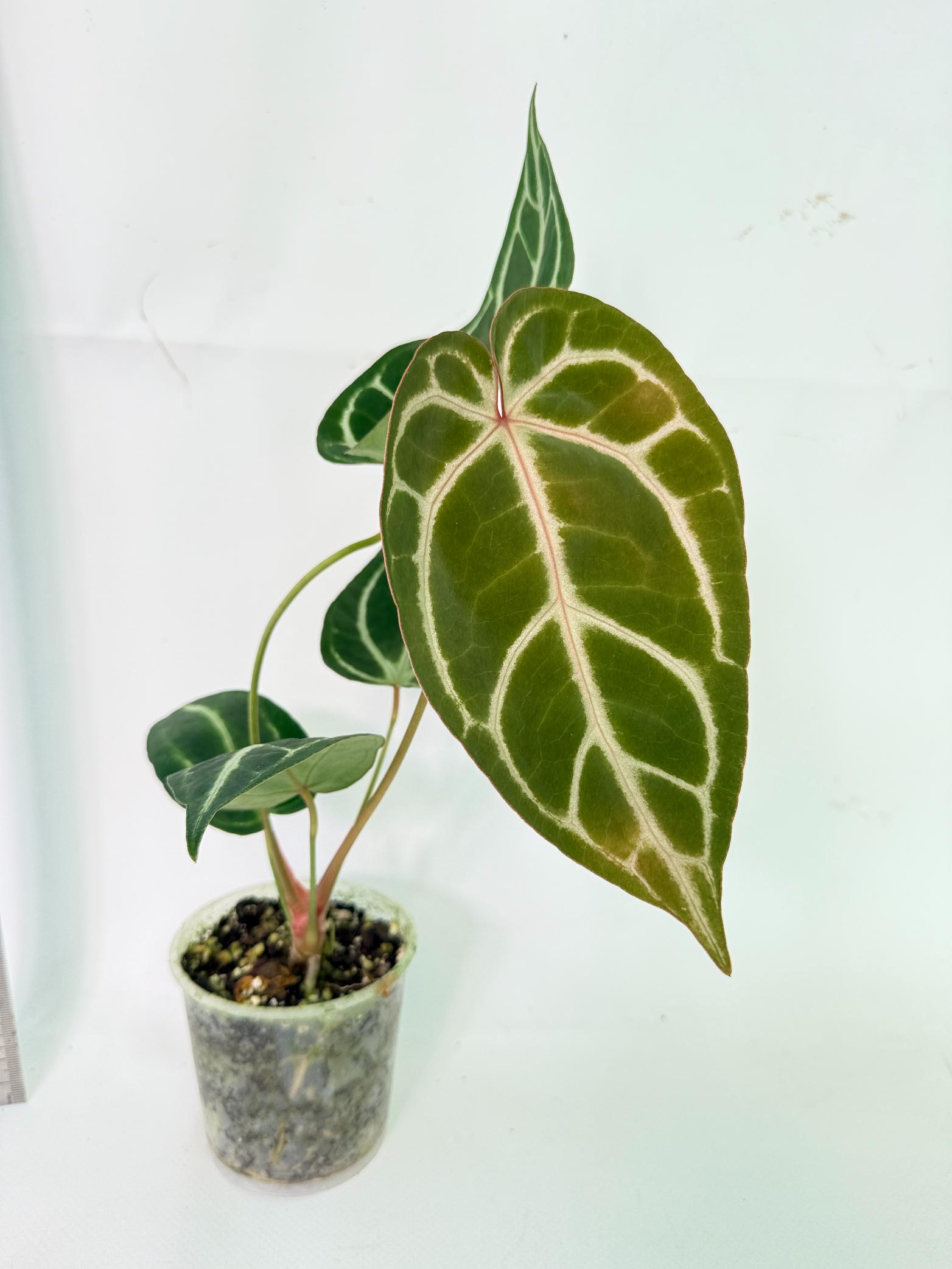 Anthurium Dark Phoenix 3
