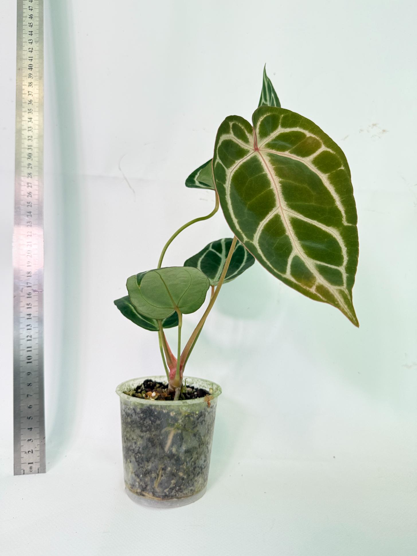 Anthurium Dark Phoenix 5