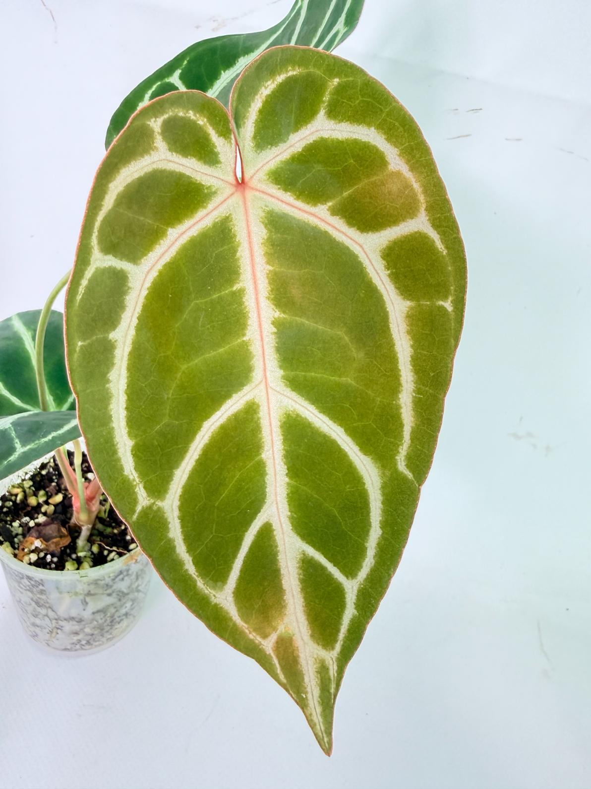 Anthurium Dark Phoenix 1