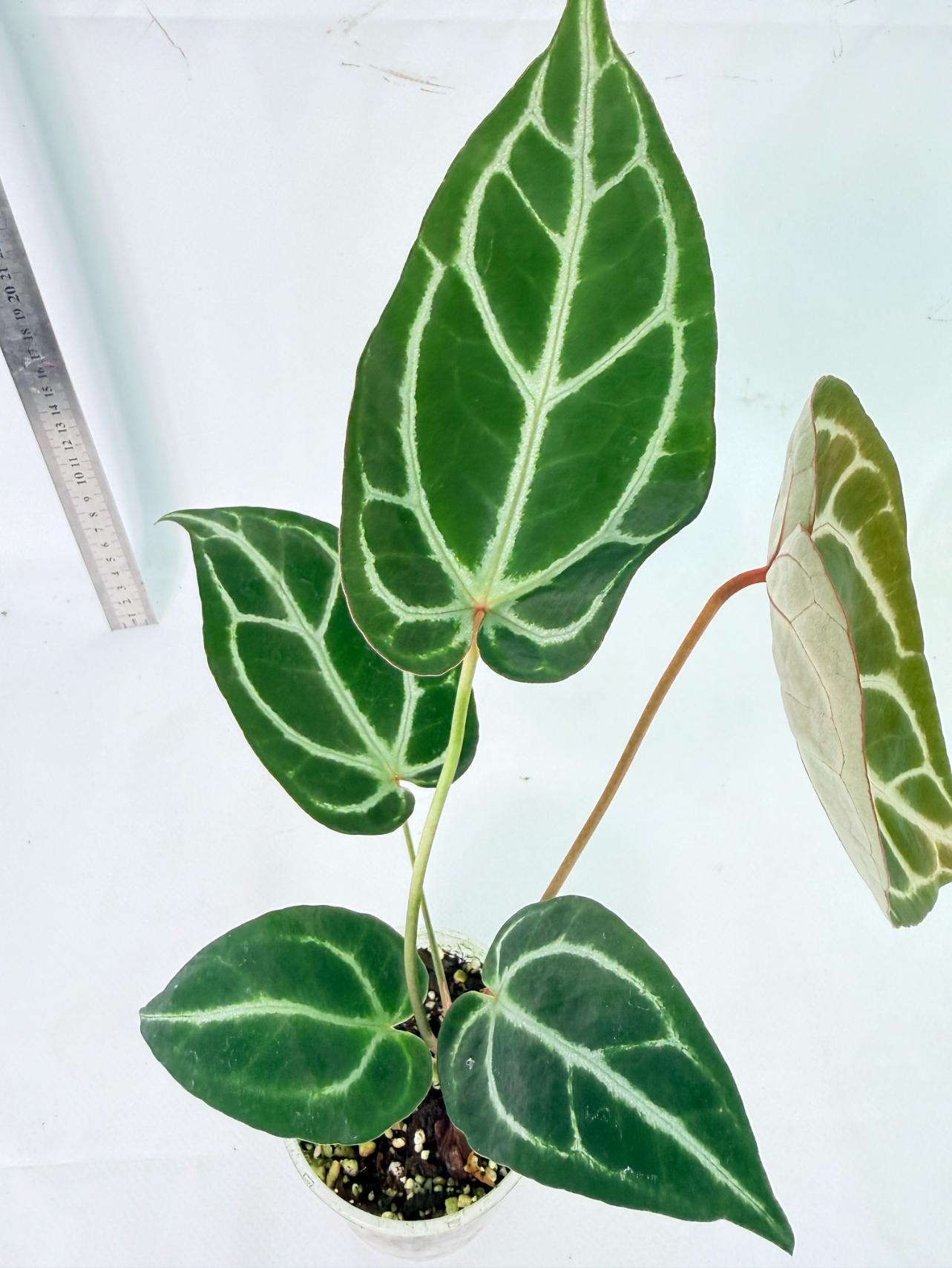 Anthurium Dark Phoenix 4