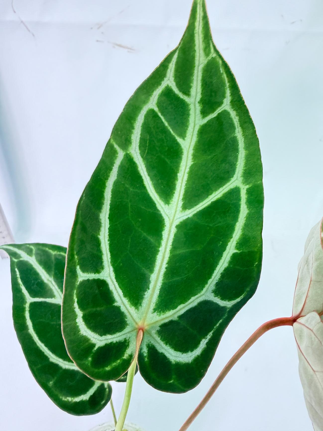Anthurium Dark Phoenix 7