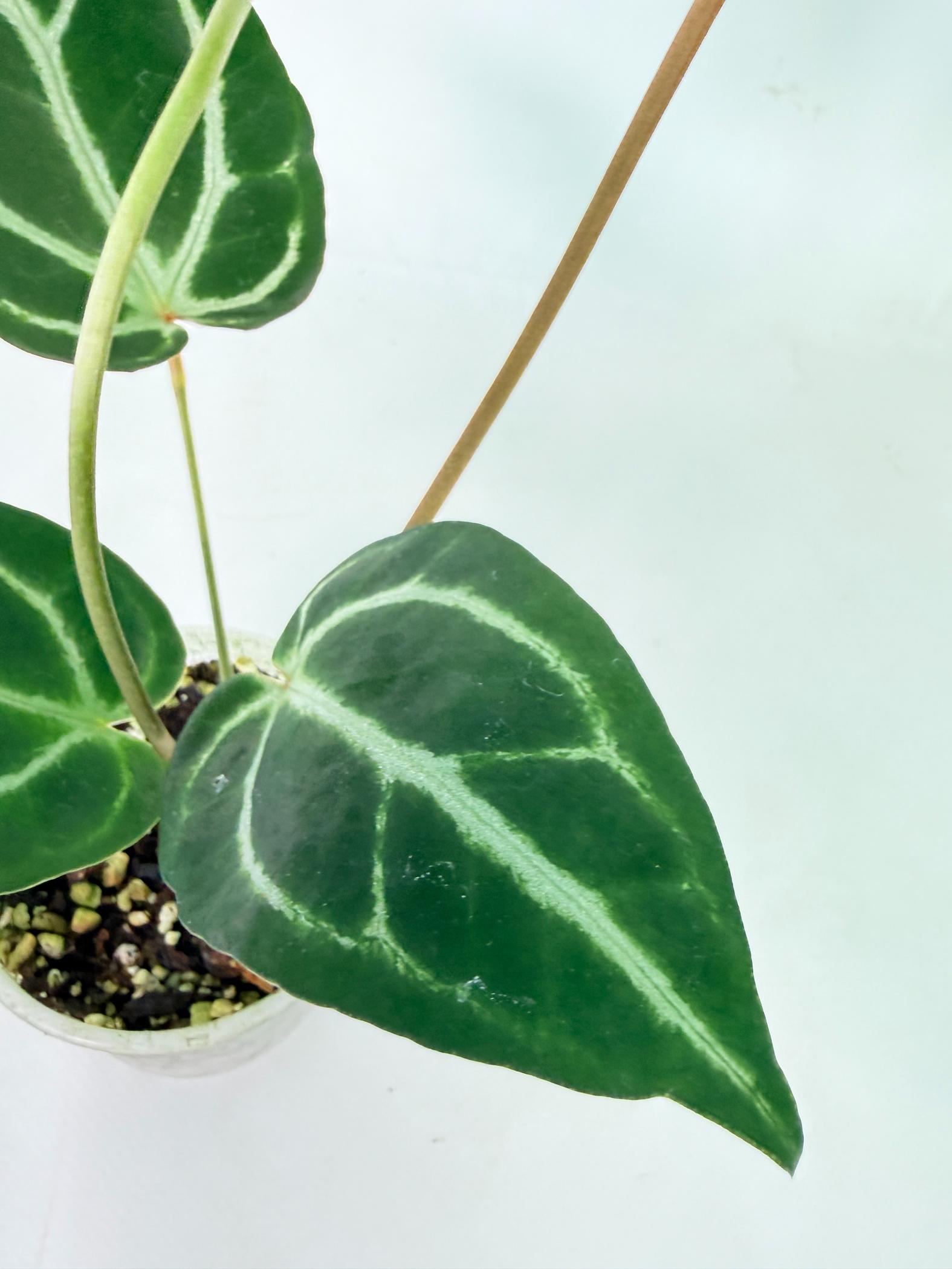 Anthurium Dark Phoenix 8