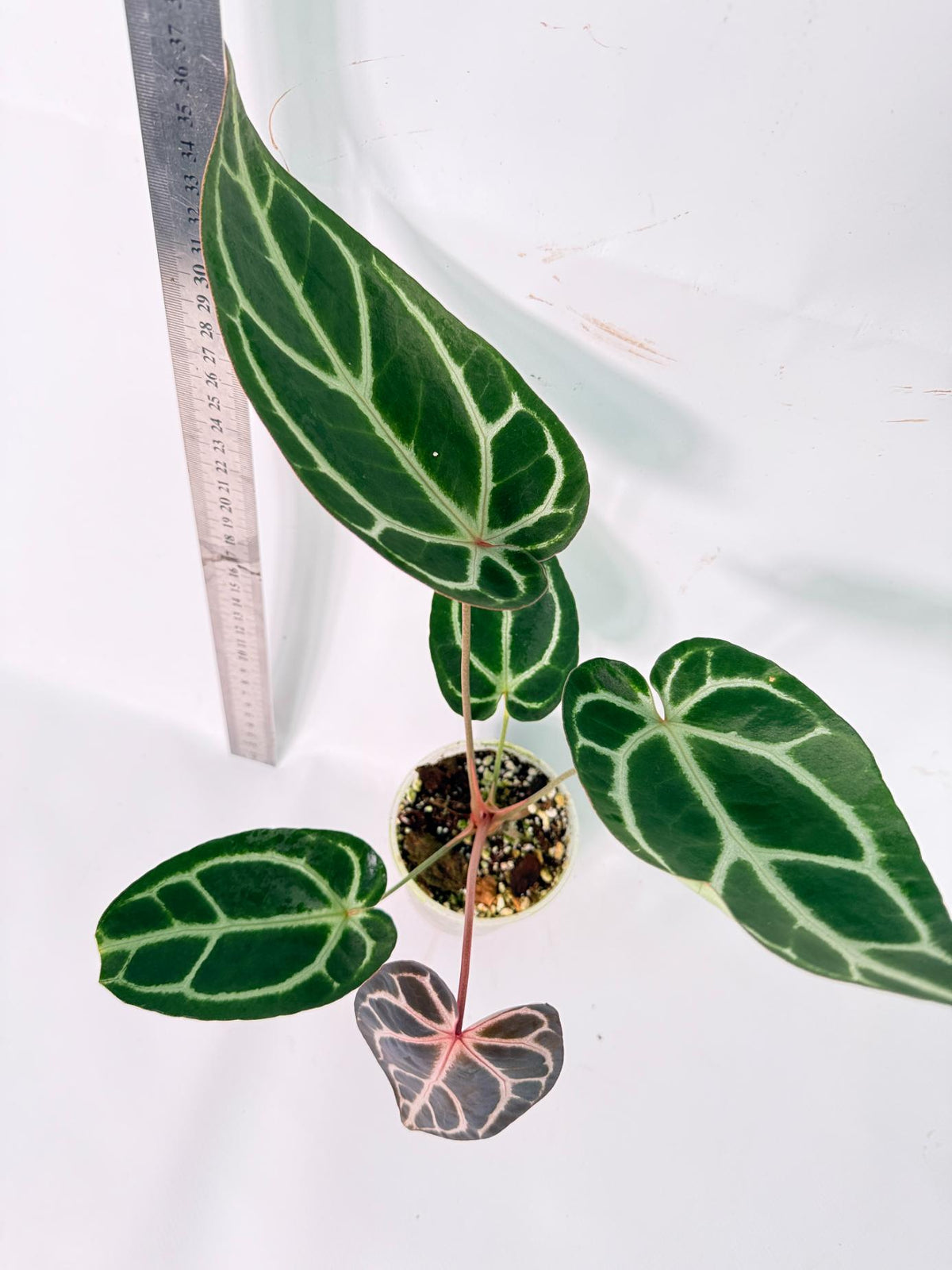 Anthurium Red Crystallinum x Dorayaki 6