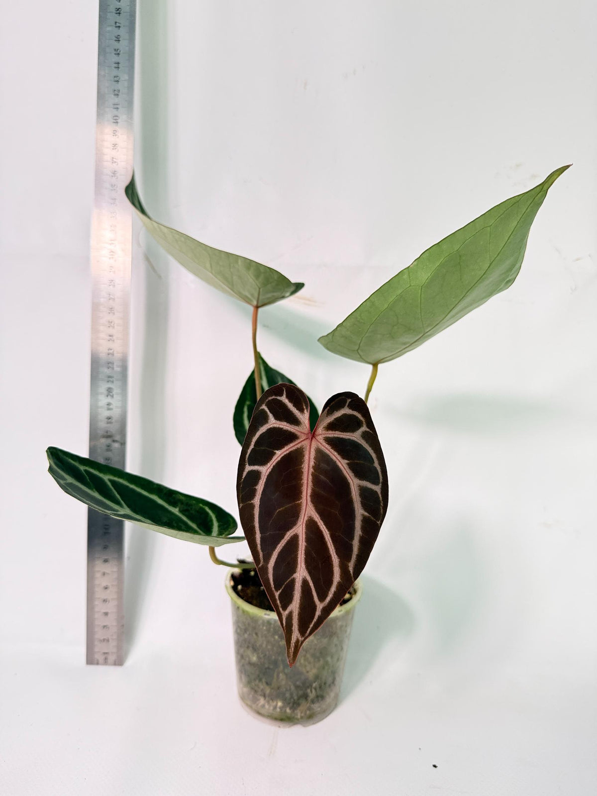 Anthurium Red Crystallinum x Dorayaki 3