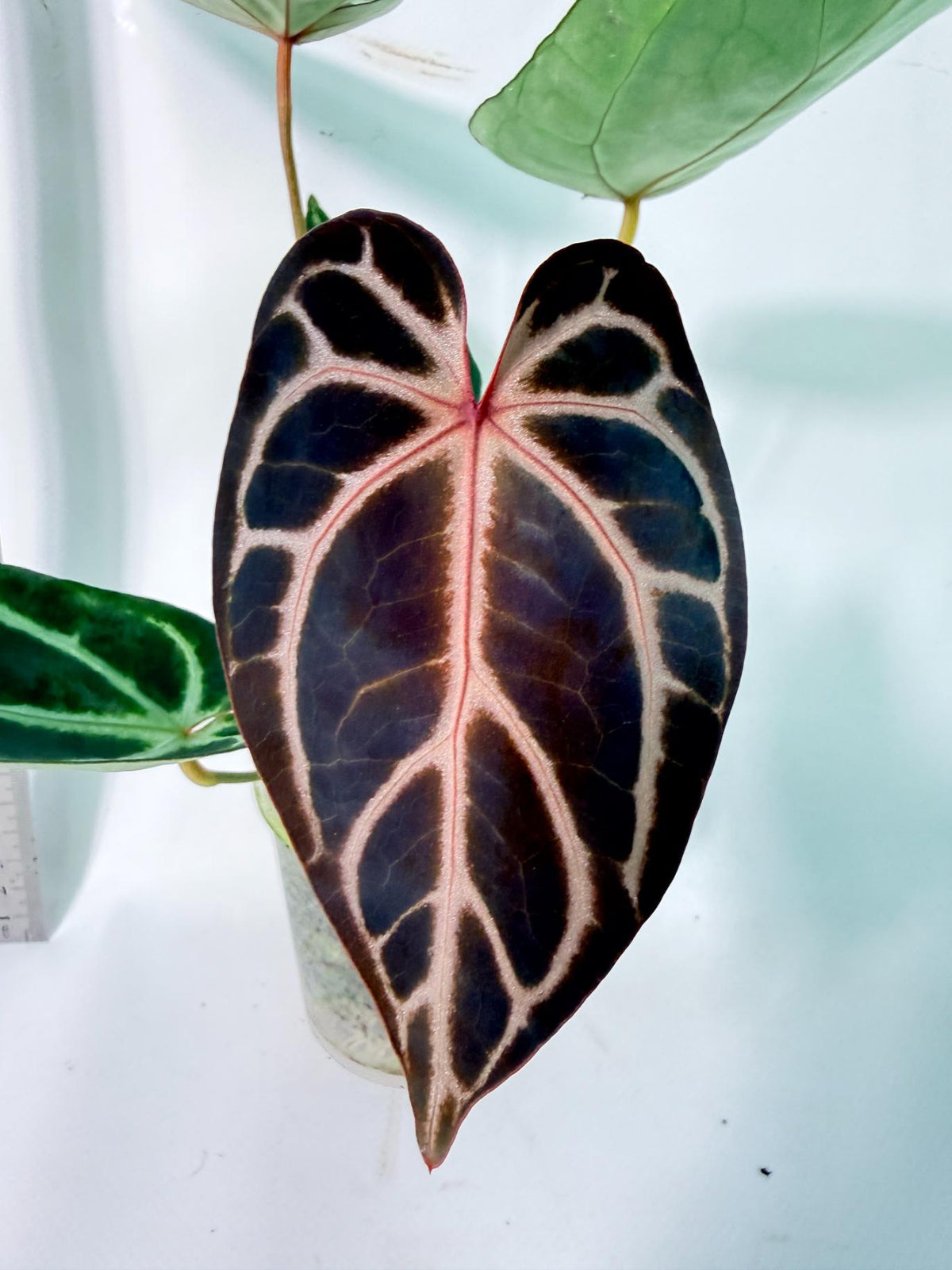 Anthurium Red Crystallinum x Dorayaki 1