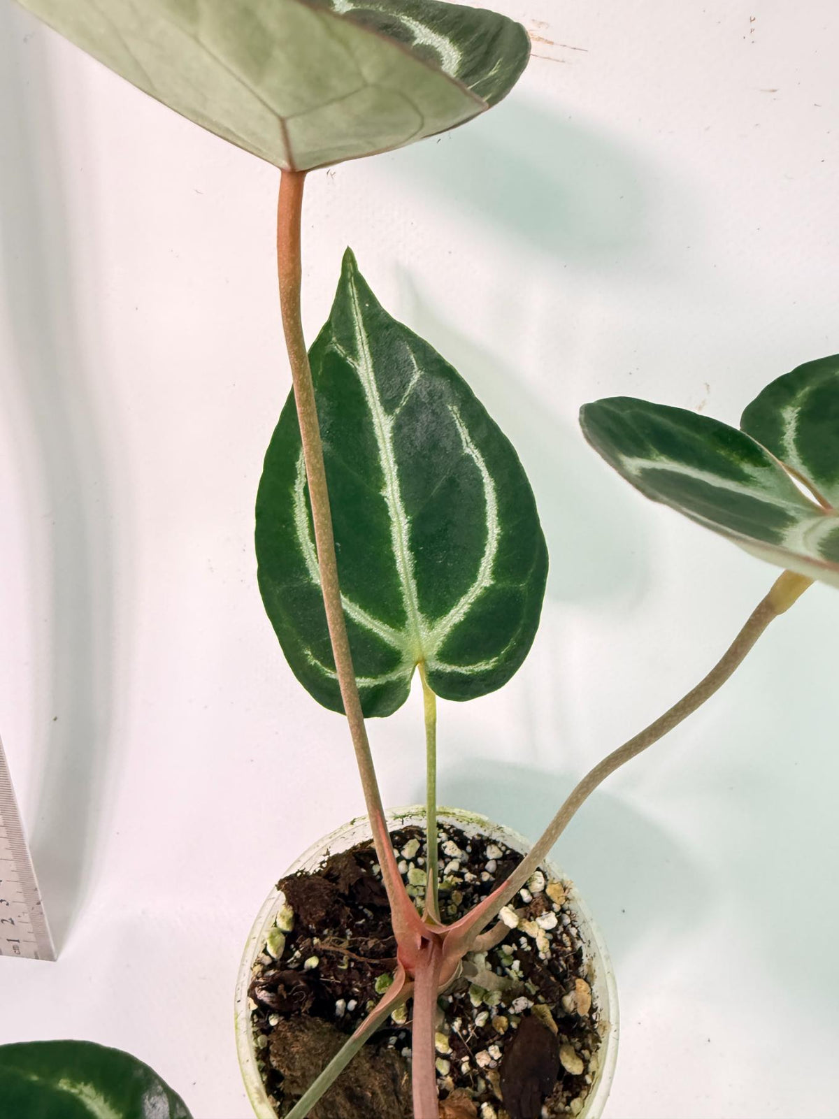 Anthurium Red Crystallinum x Dorayaki 9
