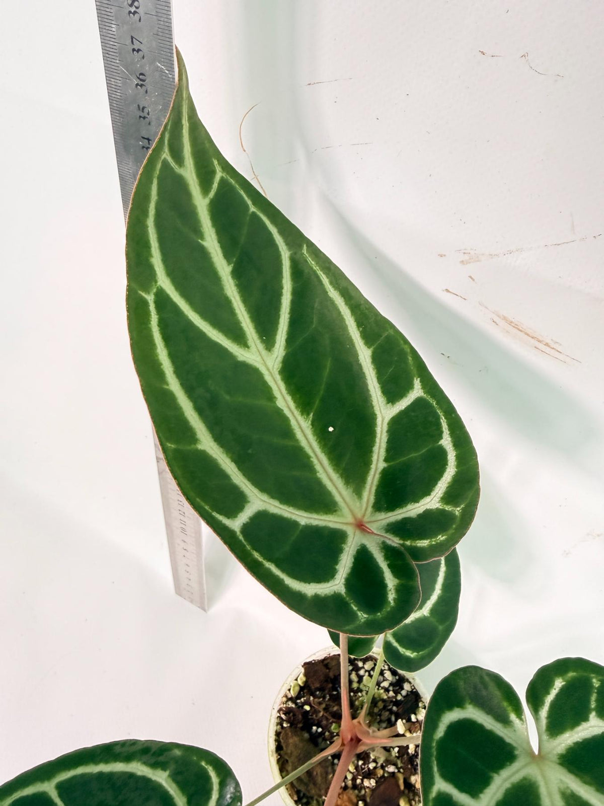 Anthurium Red Crystallinum x Dorayaki 4