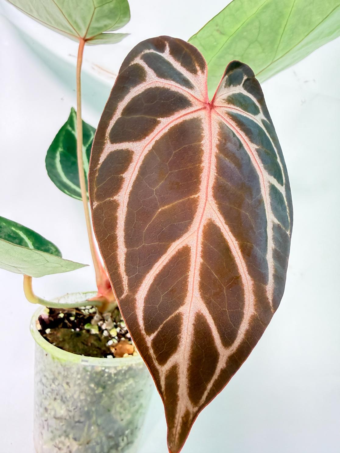 Anthurium Red Crystallinum x Dorayaki 5