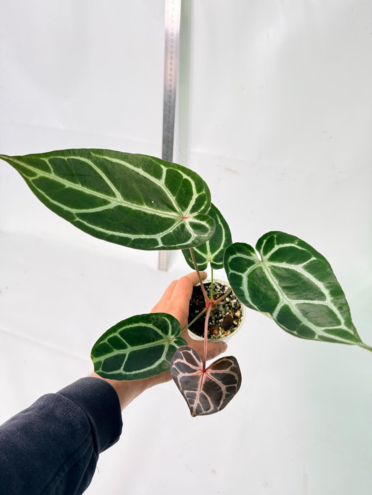 Anthurium Red Crystallinum x Dorayaki 2