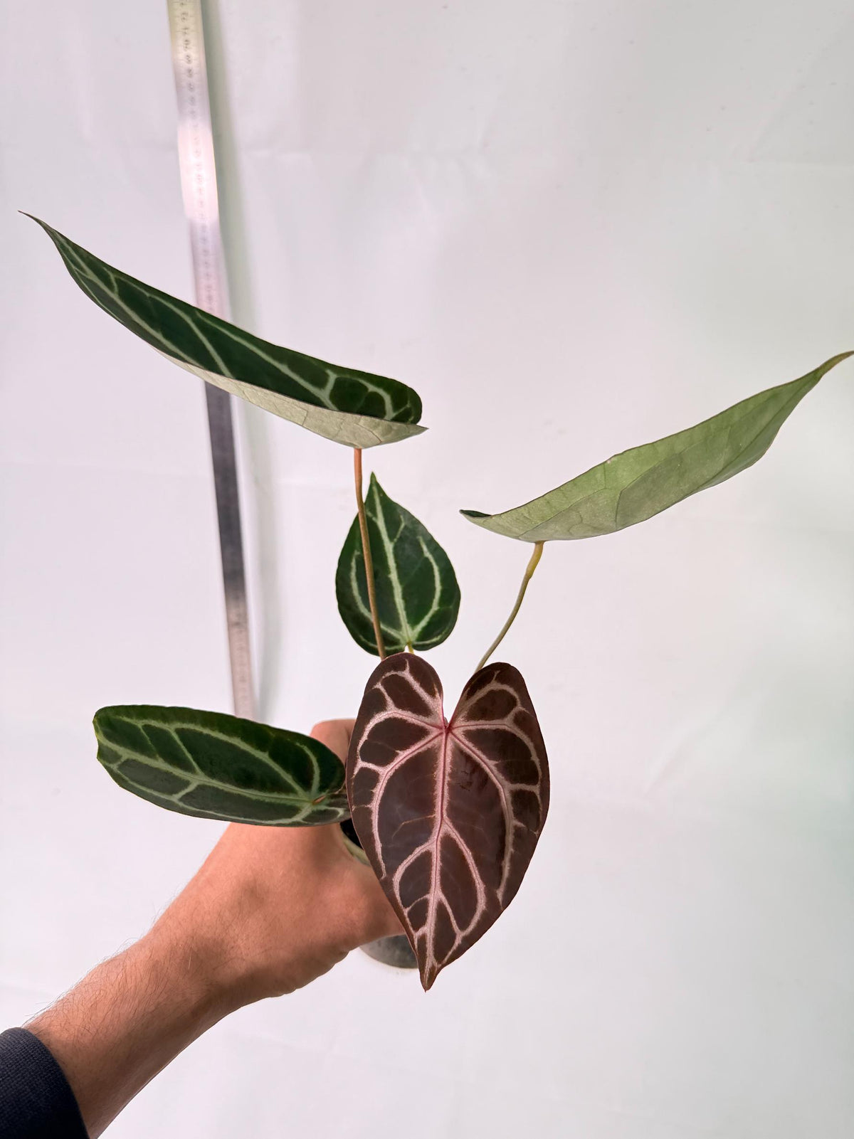 Anthurium Red Crystallinum x Dorayaki 8