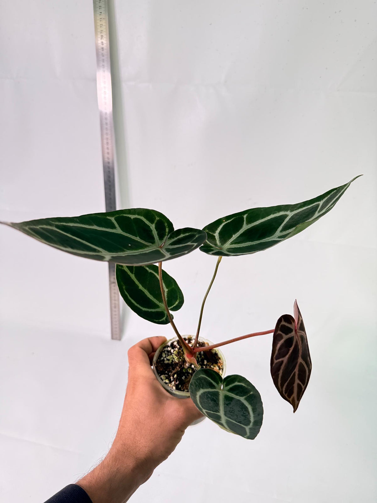 Anthurium Red Crystallinum x Dorayaki 10