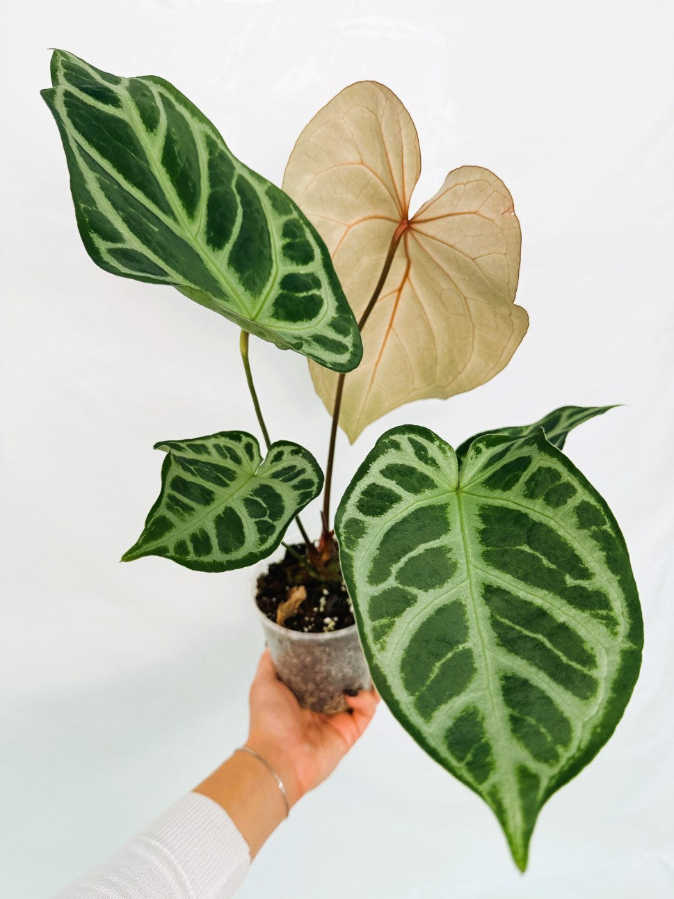 Anthurium_Red_Crystallinum_x_SilverBlush