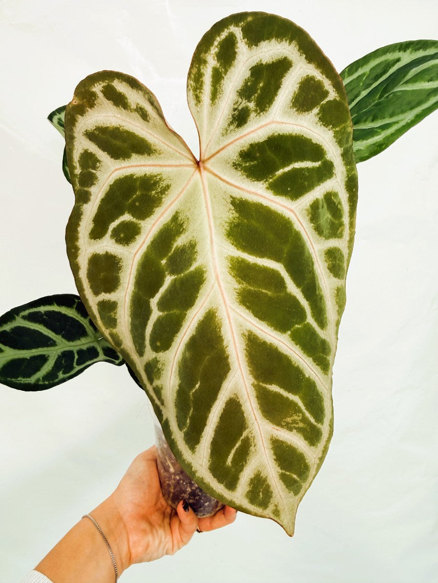 Anthurium_Red_Crystallinum_x_SilverBlush