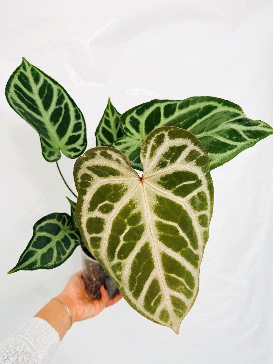 Anthurium Red Crystallinum x Silver Blush | Welovetropicalplants