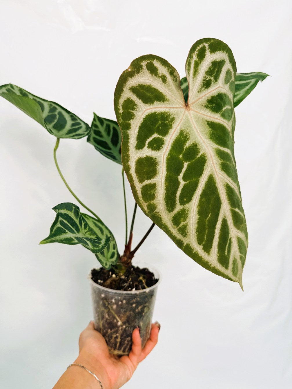 Anthurium_Red_Crystallinum_x_SilverBlush