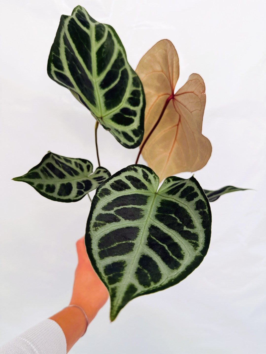 Anthurium_Red_Crystallinum_x_SilverBlush