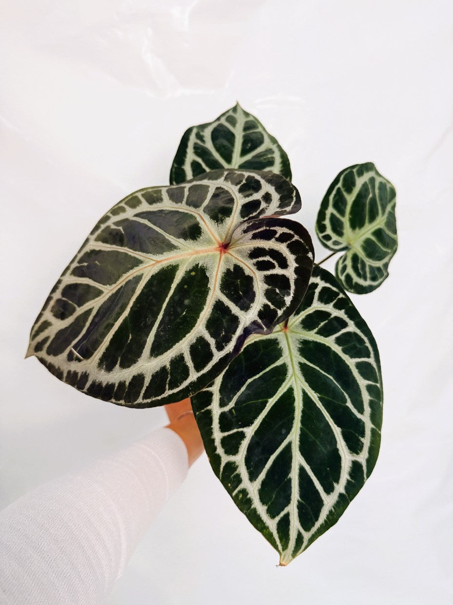 Anthurium_Red_Crystallinum_x_SilverBlush