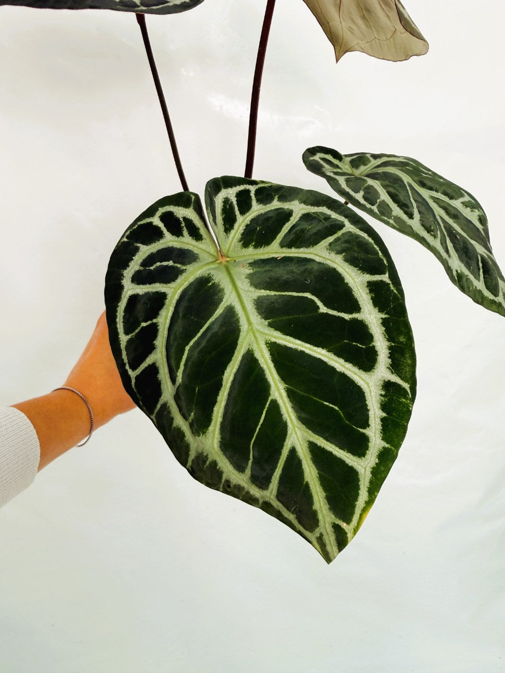 Anthurium_Red_Crystallinum_x_SilverBlush