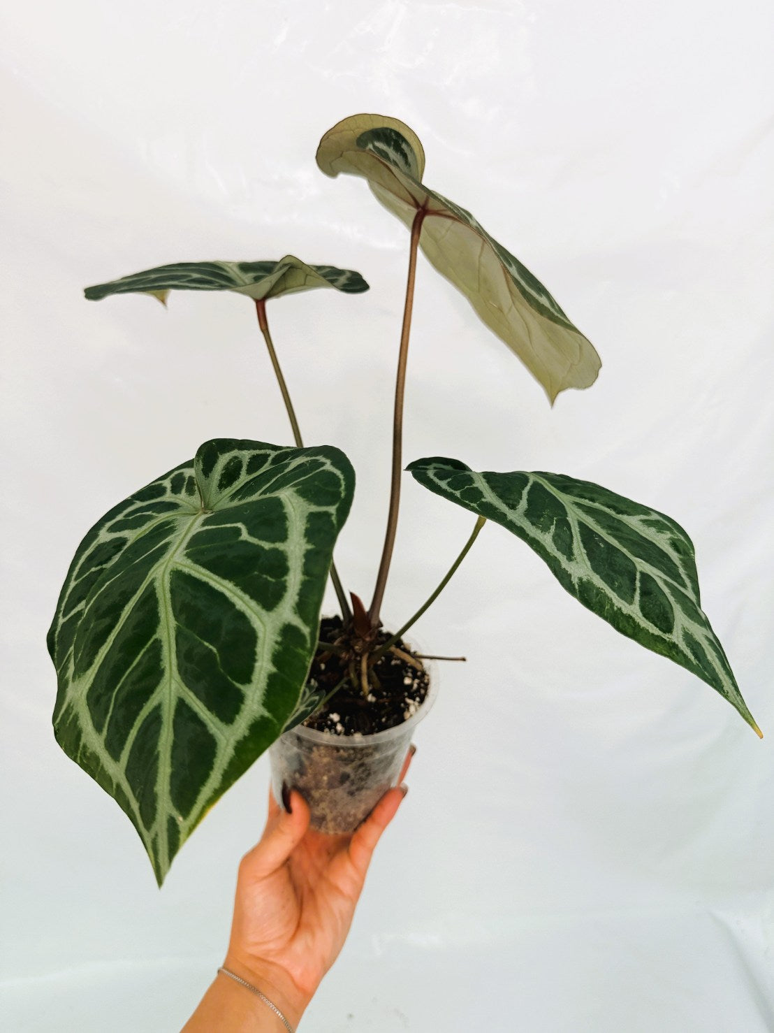 anthurium rouge chat Anthurium Red Crystallinum x Silver Blush