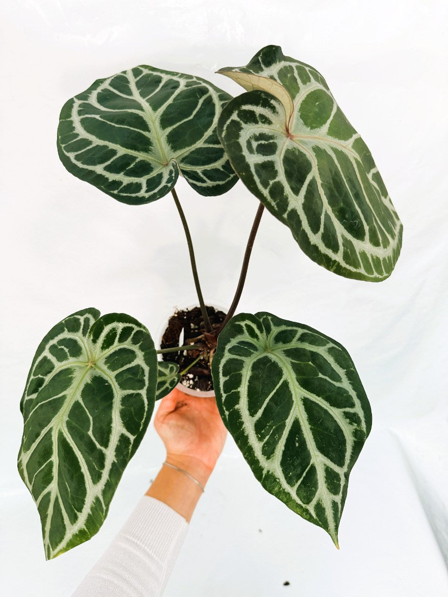 Anthurium_Red_Crystallinum_x_SilverBlush