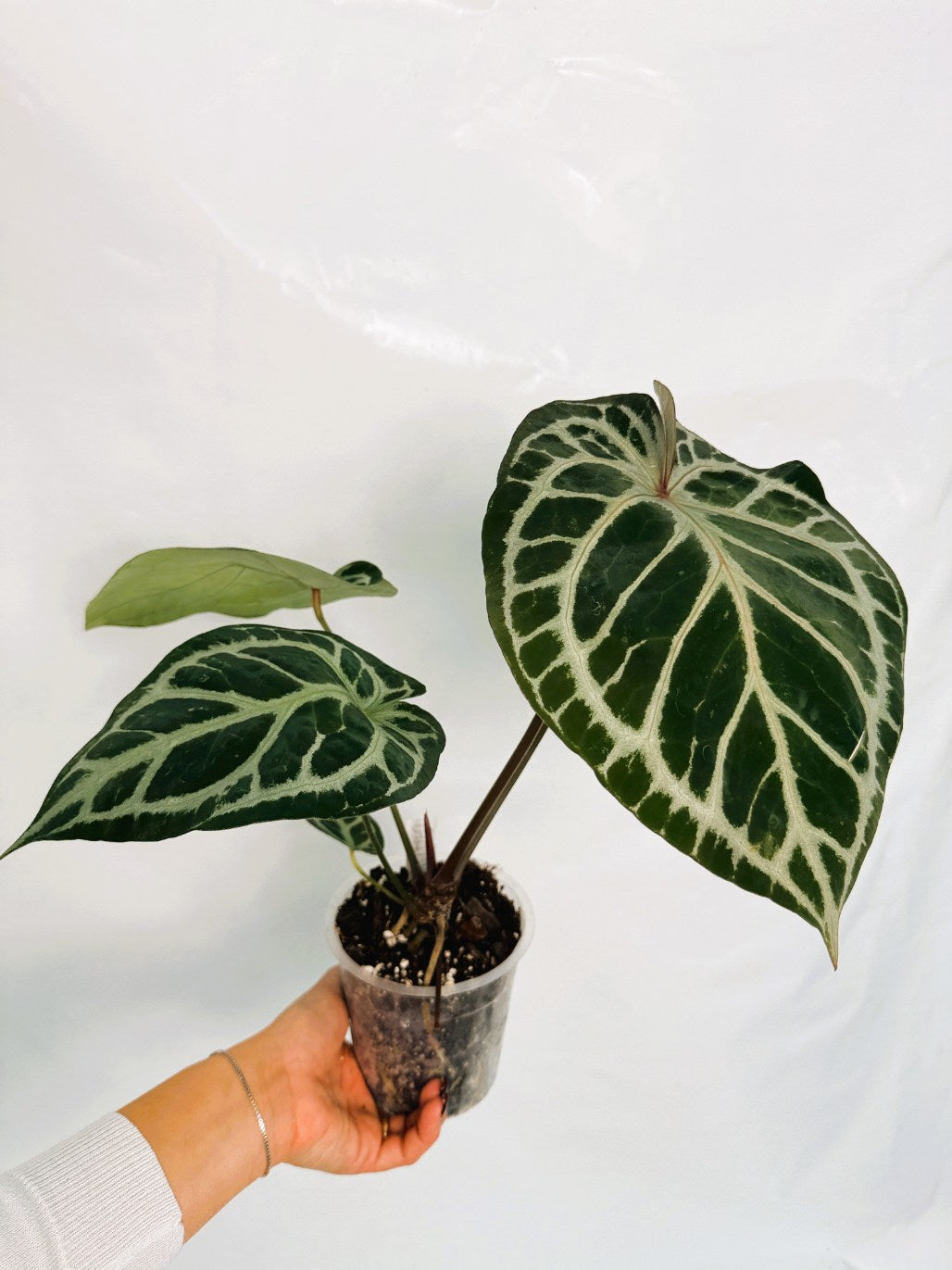 Anthurium Red Crystallinum x Silver Blush | Welovetropicalplants