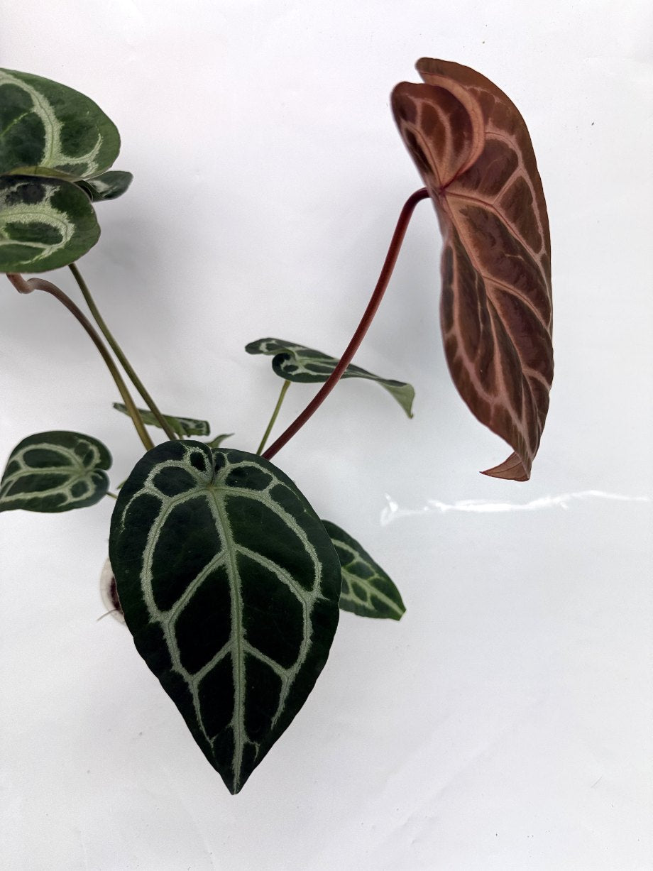 Anthurium Red Crystallinum x Silver Blush 