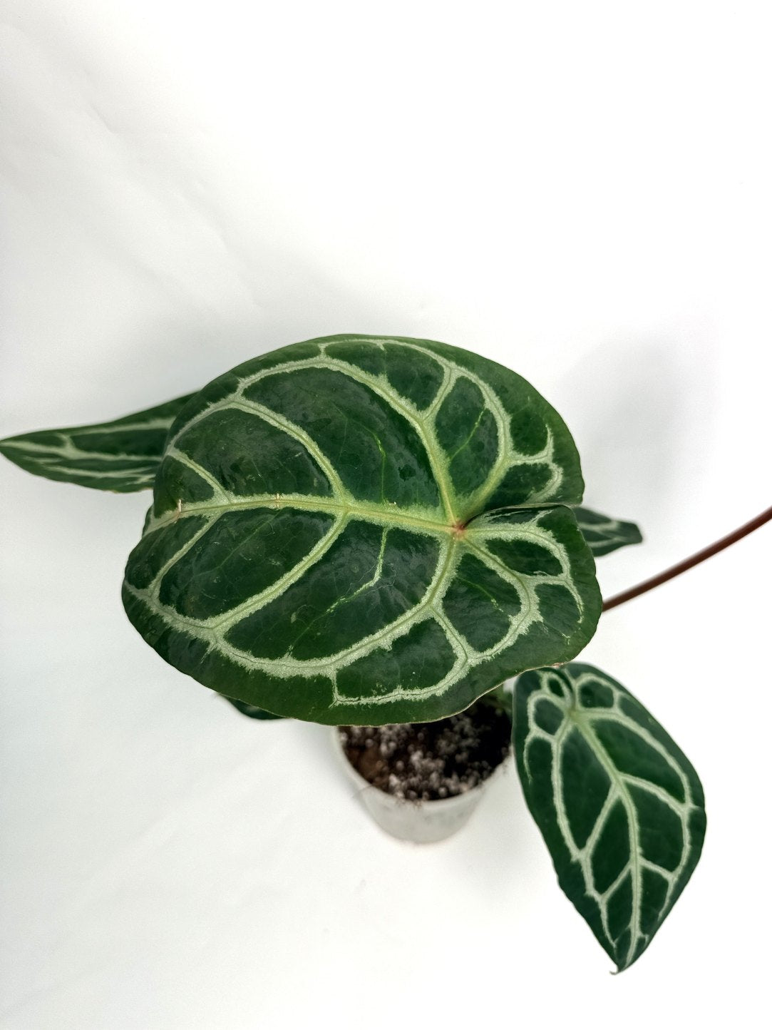 Anthurium Red Crystallinum x Silver Blush 