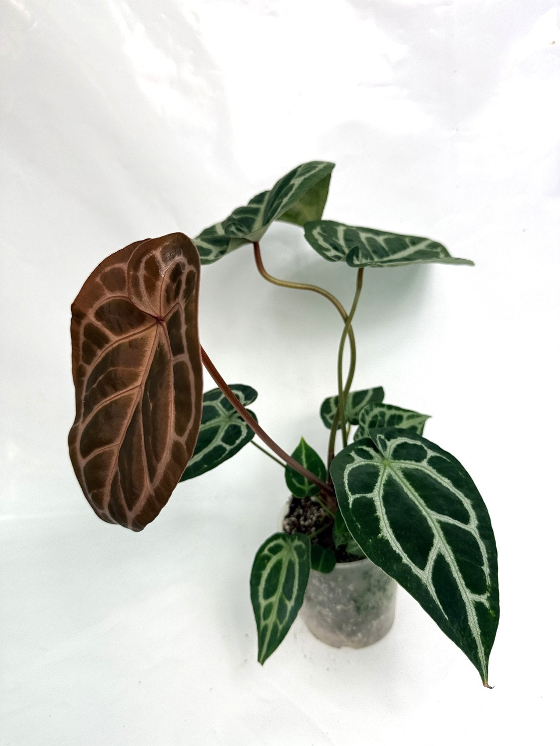 Anthurium Red Crystallinum x Silver Blush 