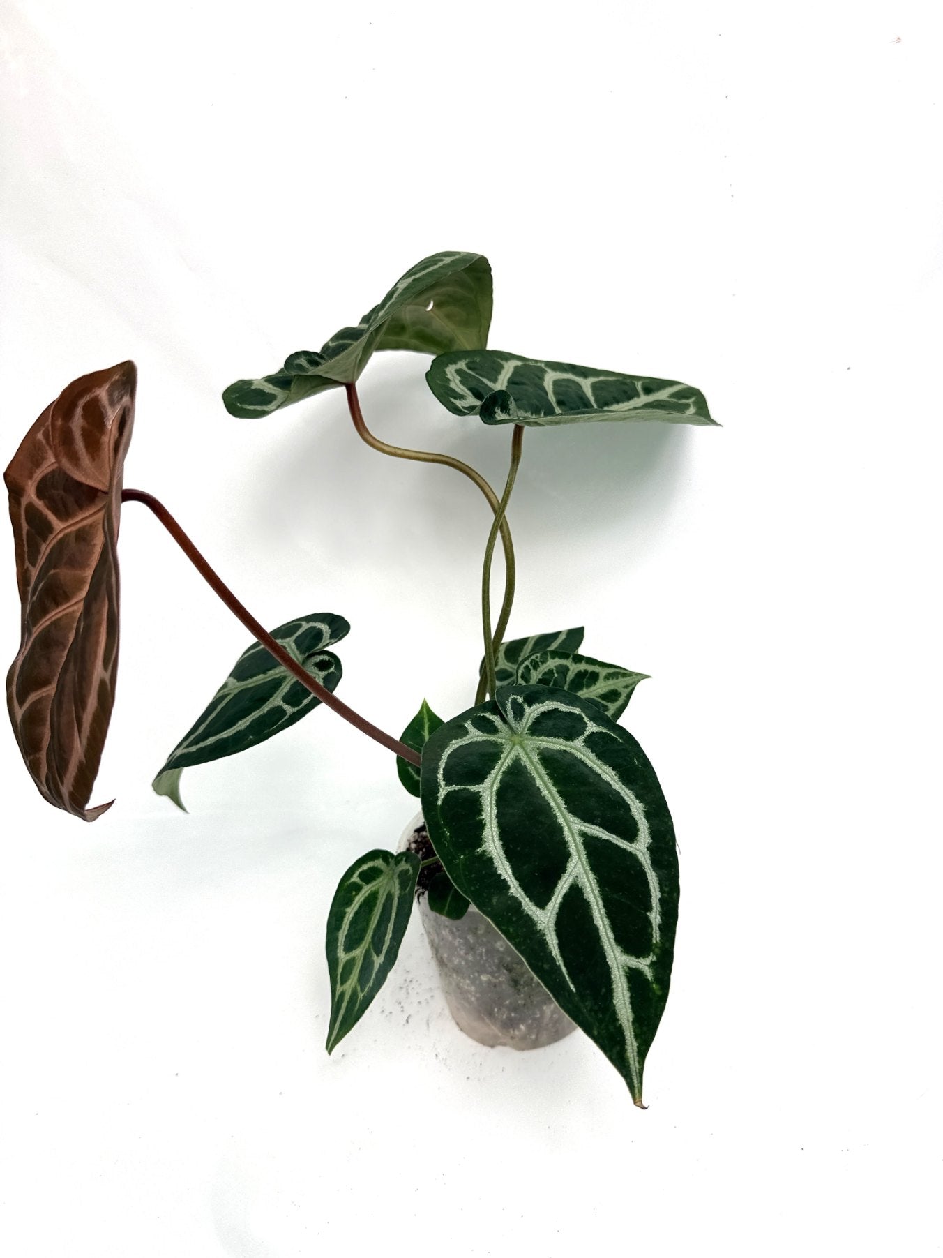 Anthurium Red Crystallinum x Silver Blush 