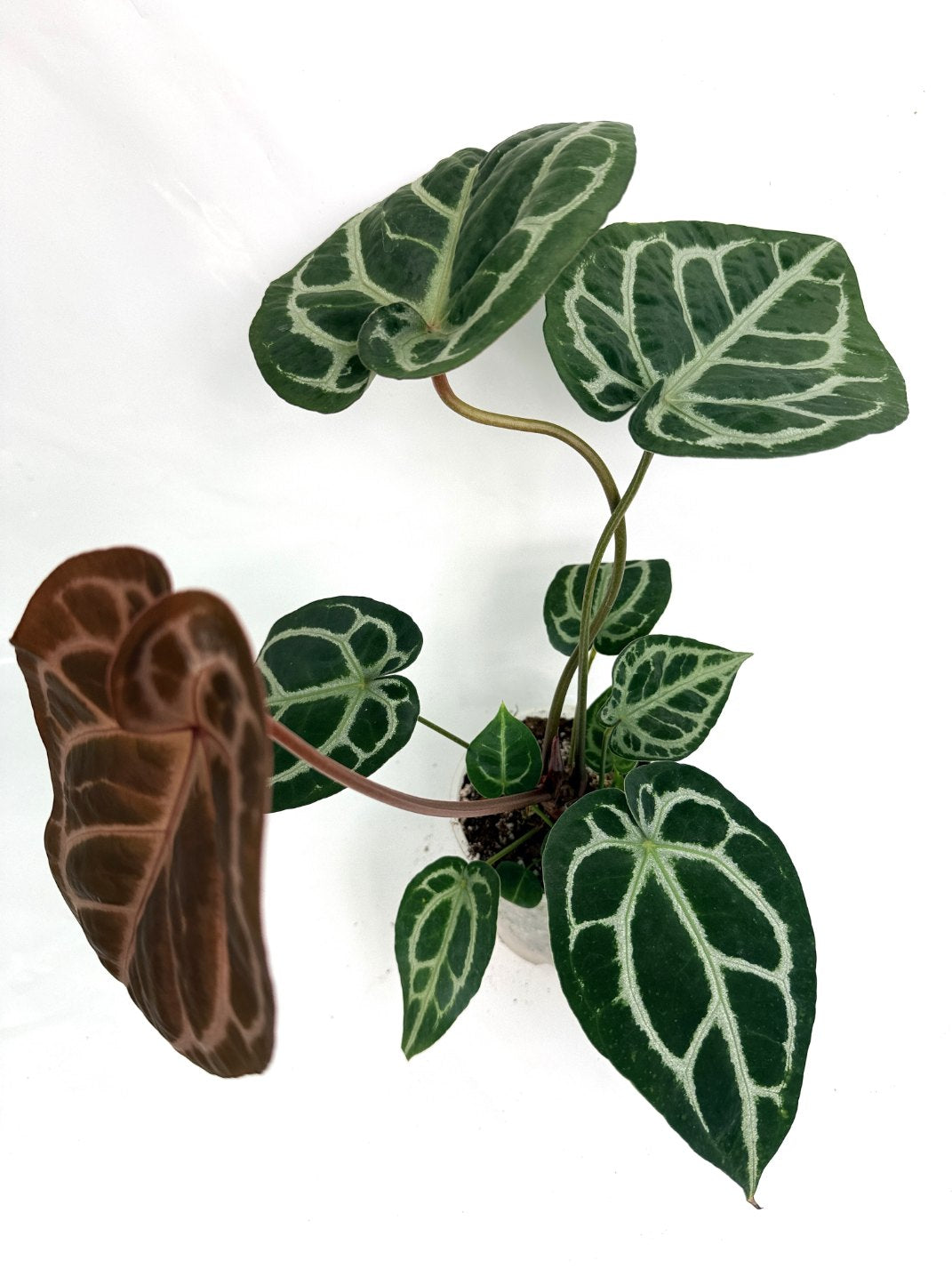 Anthurium Red Crystallinum x Silver Blush 