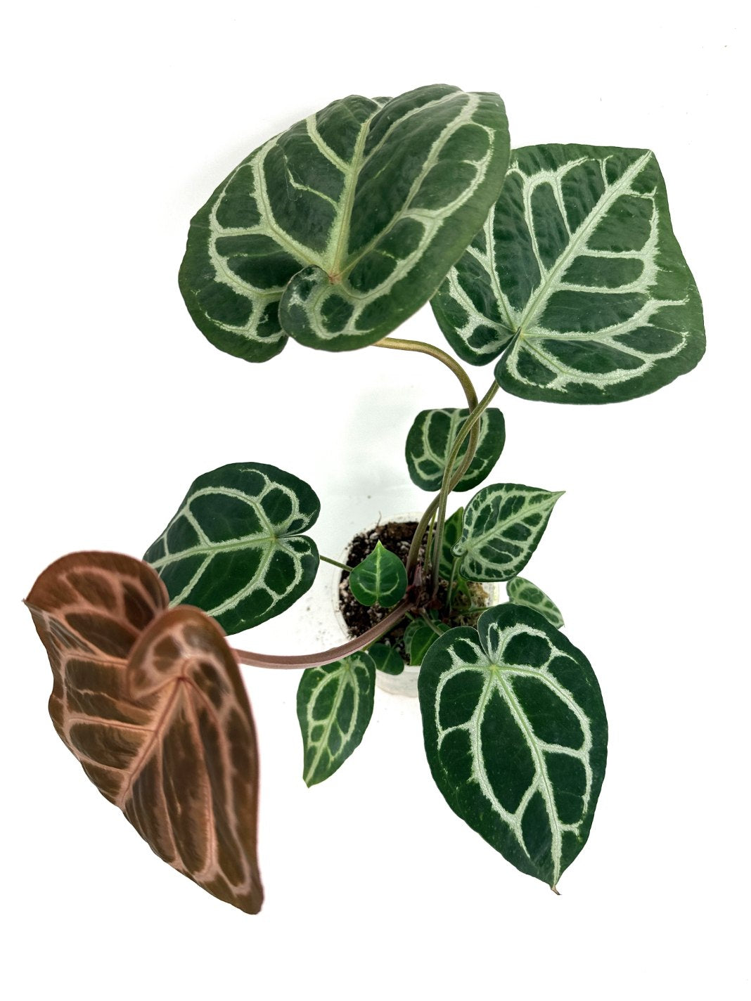 Anthurium Red Crystallinum x Silver Blush 