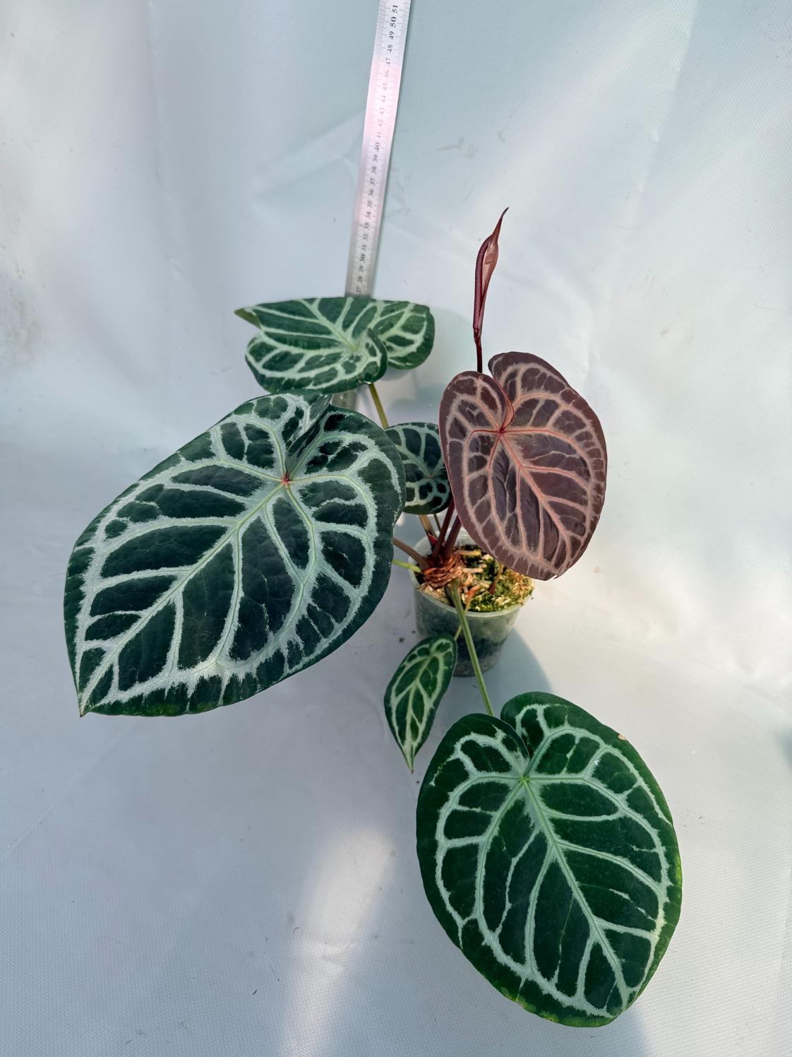 Anthurium Red Crystallinum x Silver Blush 7
