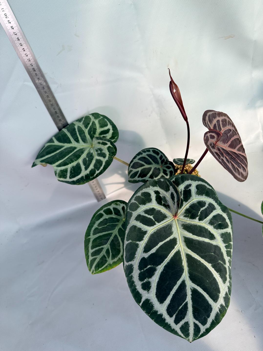 Anthurium Red Crystallinum x Silver Blush 11