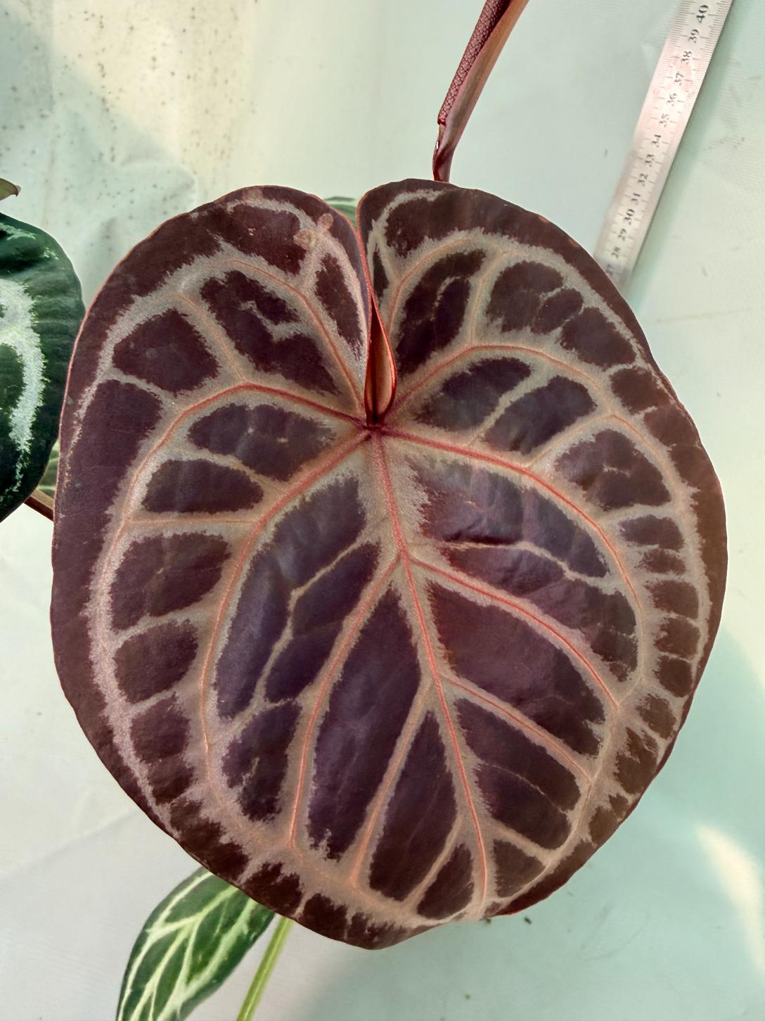 Anthurium Red Crystallinum x Silver Blush 2