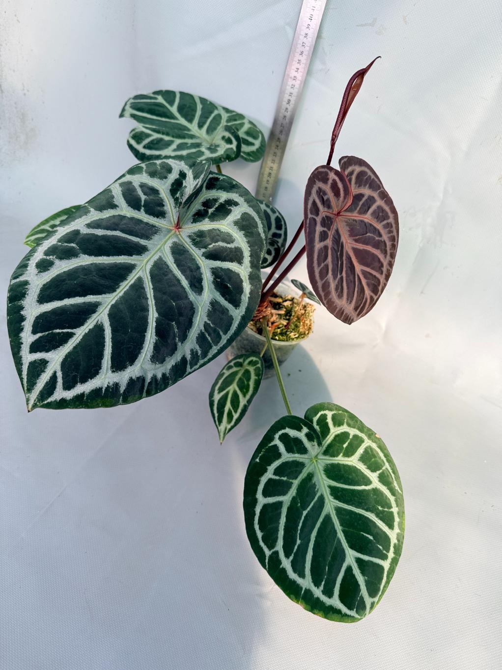 Anthurium Red Crystallinum x Silver Blush 4