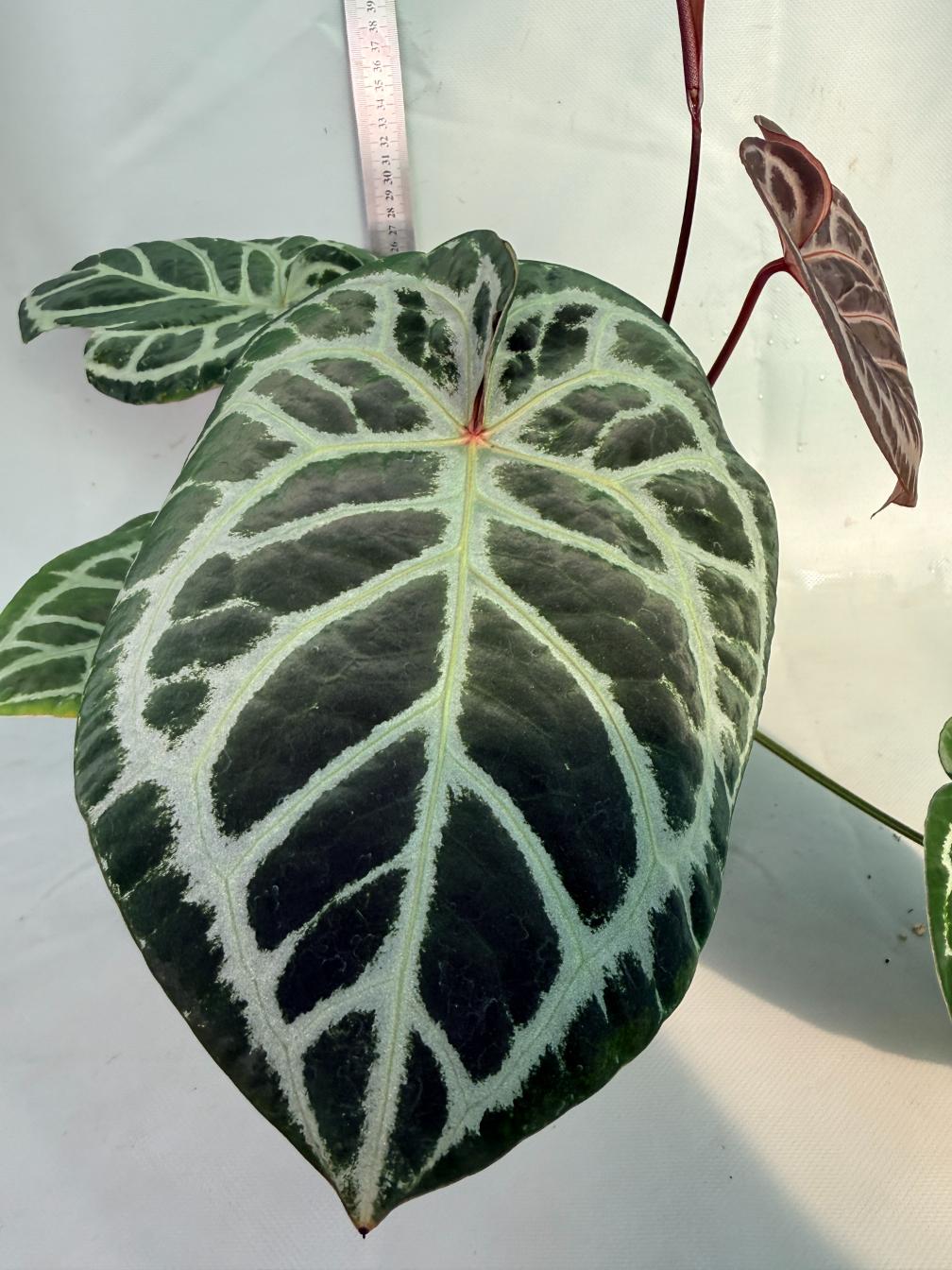 Anthurium Red Crystallinum x Silver Blush 3
