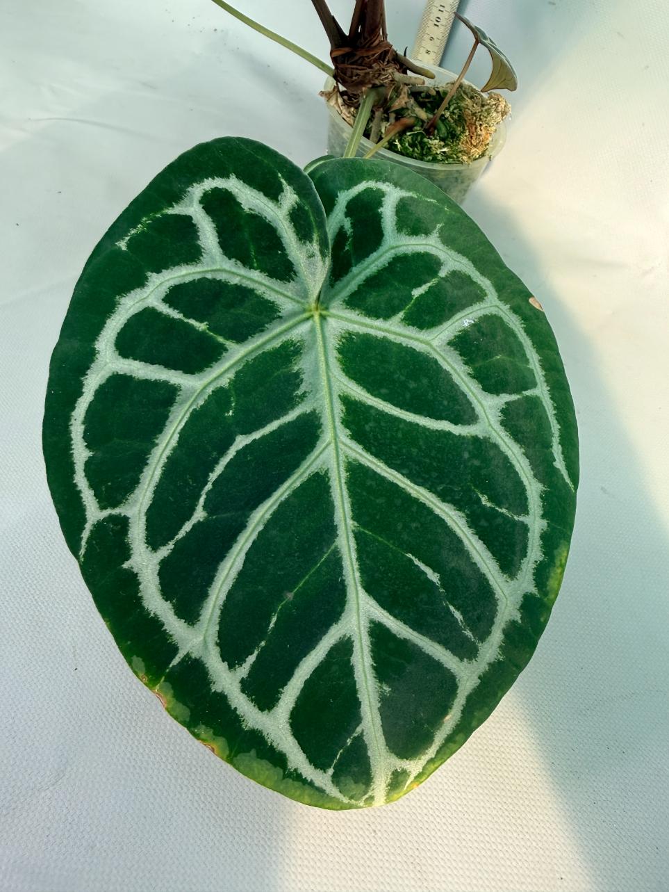 Anthurium Red Crystallinum x Silver Blush 5