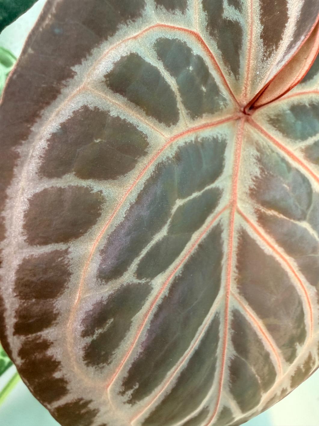 Anthurium Red Crystallinum x Silver Blush 8