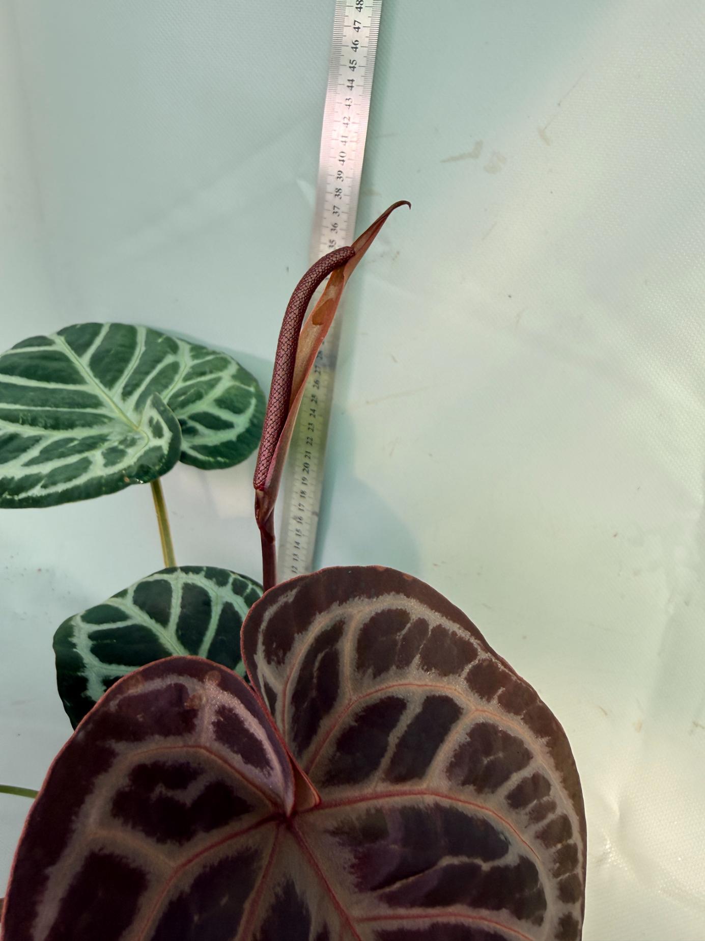 Anthurium Red Crystallinum x Silver Blush 9