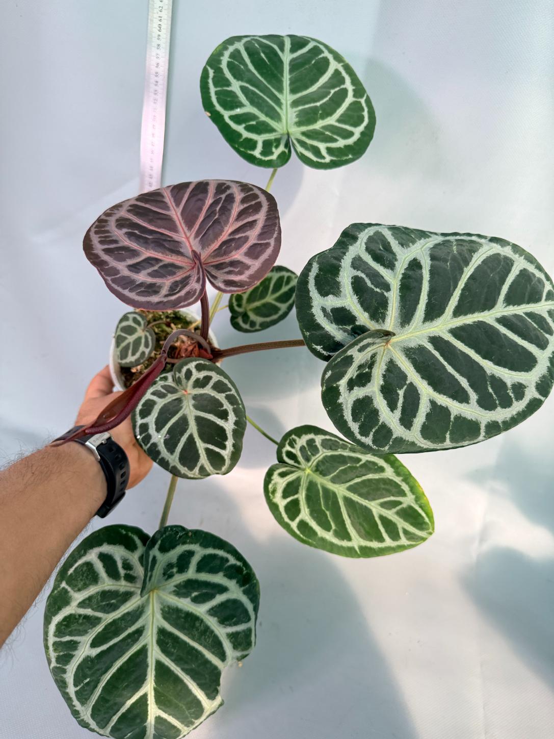 Anthurium Red Crystallinum x Silver Blush 10