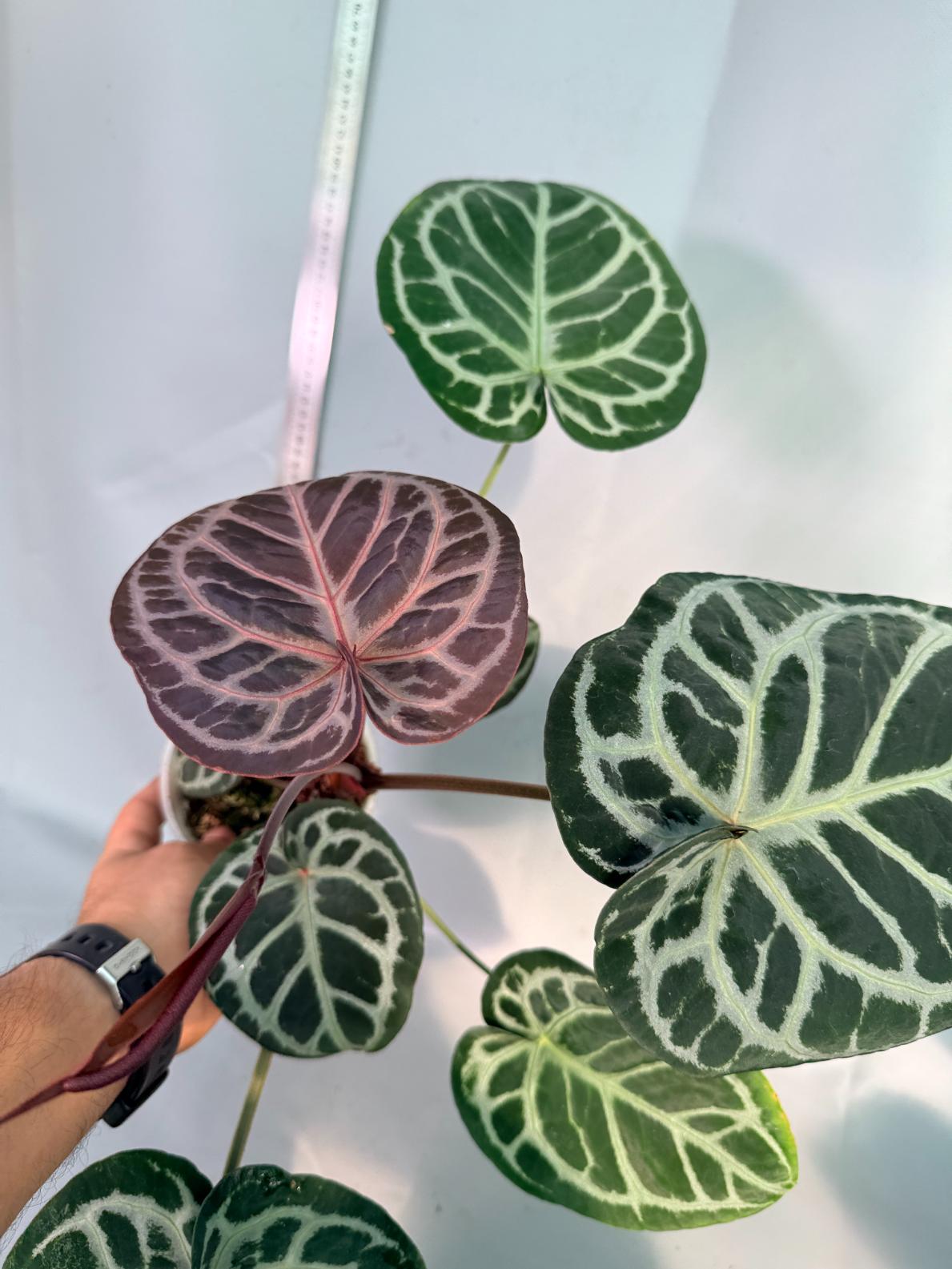 Anthurium Red Crystallinum x Silver Blush 1