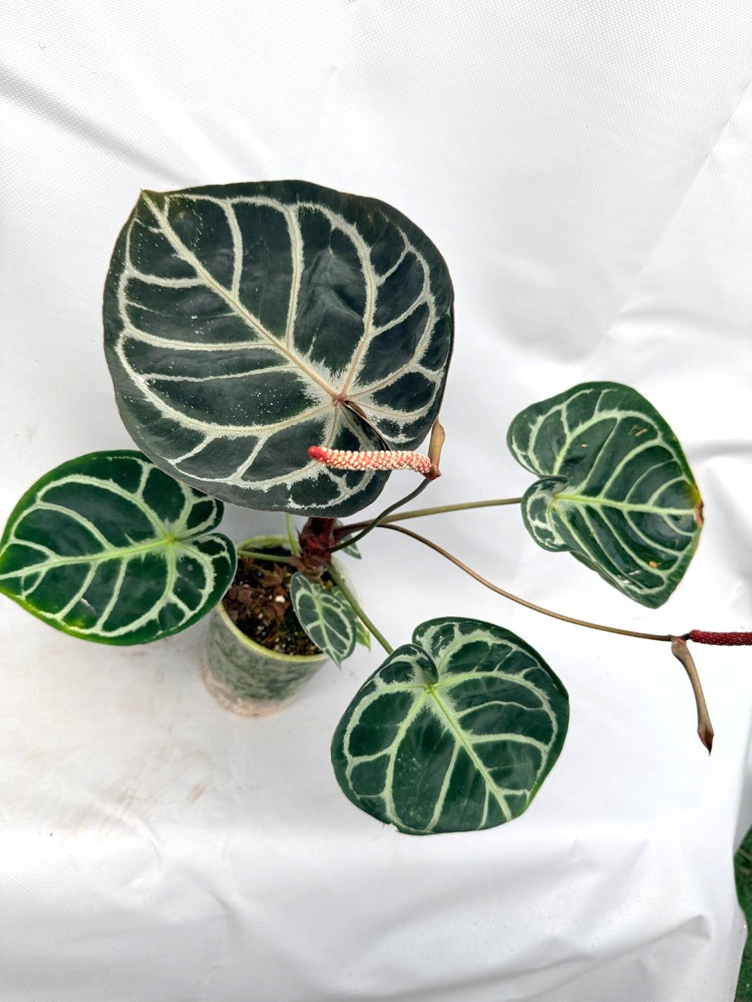 Anthurium Red Crystallinum x Silver Blush 3