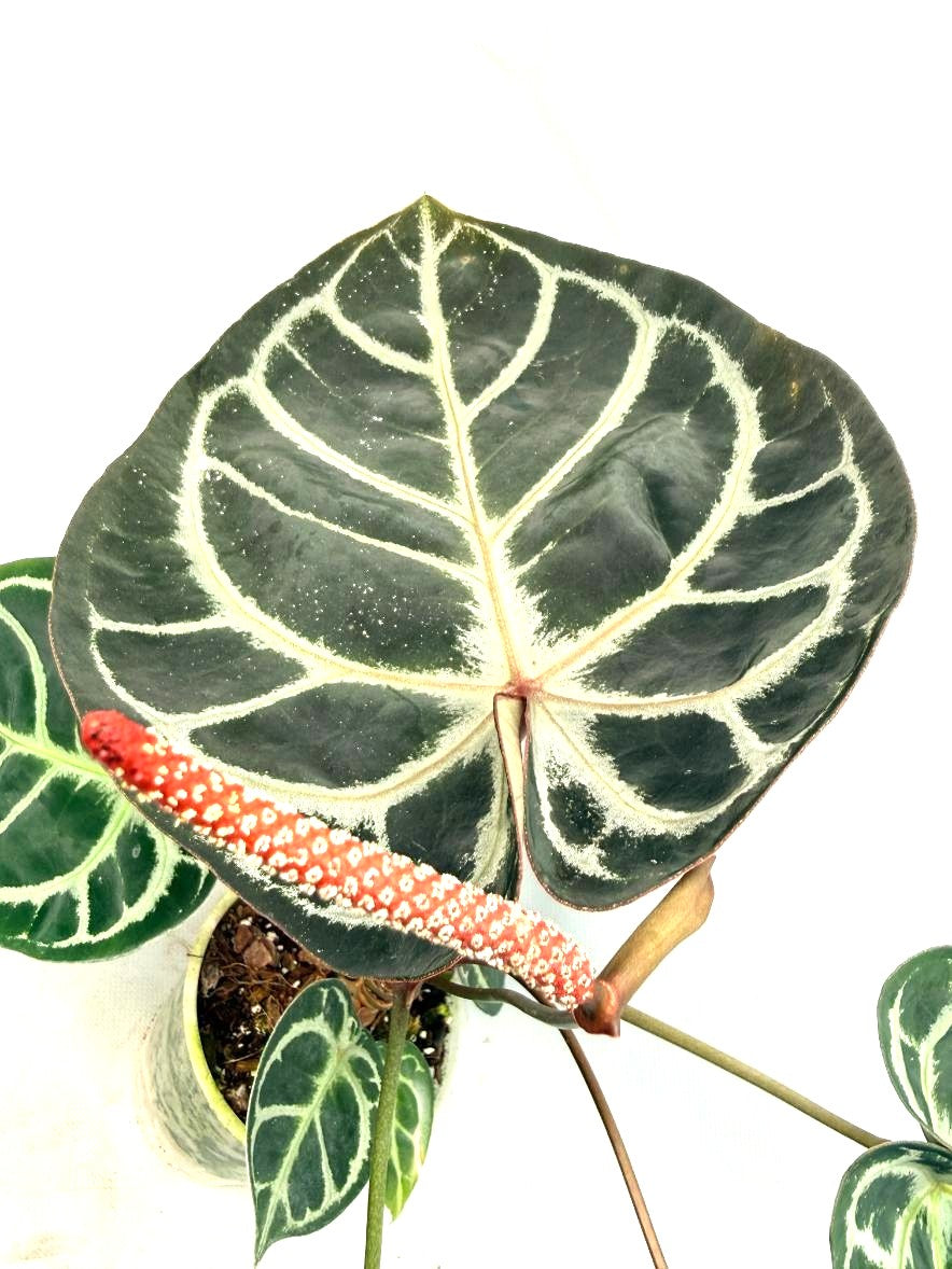 Anthurium Red Crystallinum x Silver Blush 4