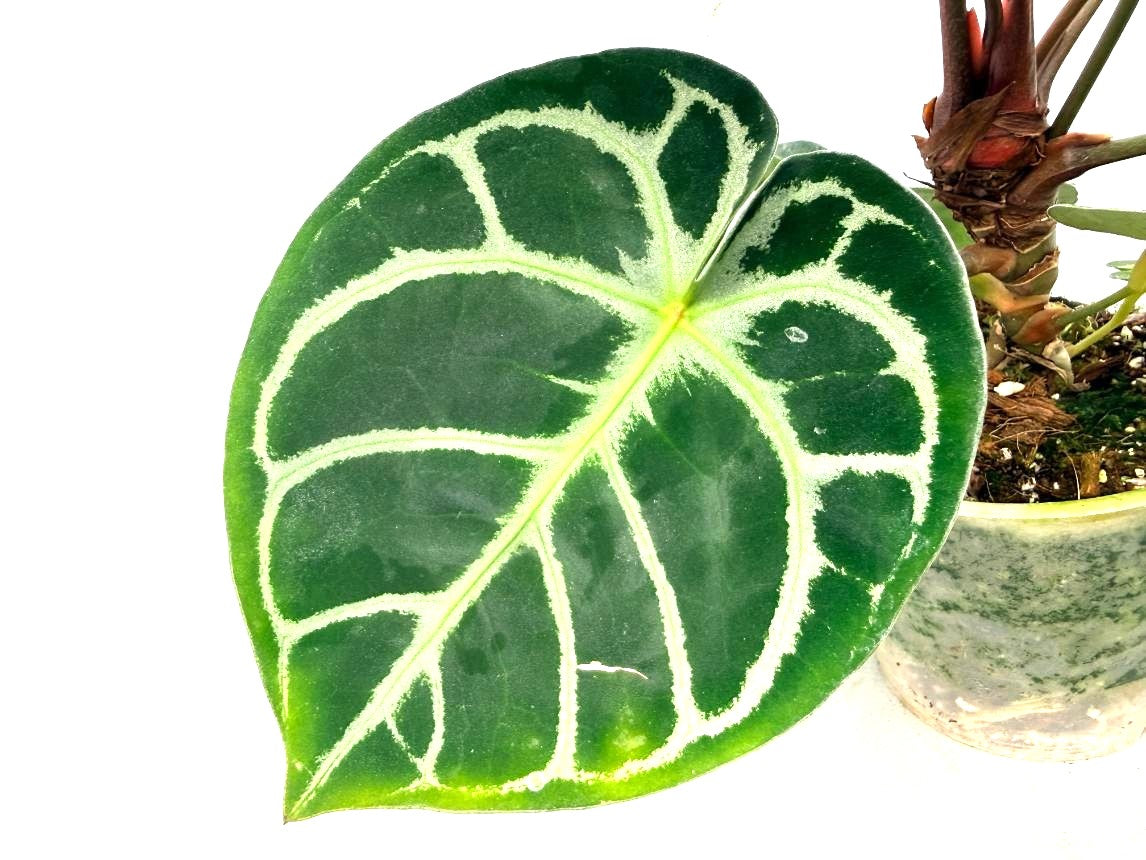 Anthurium Red Crystallinum x Silver Blush 8