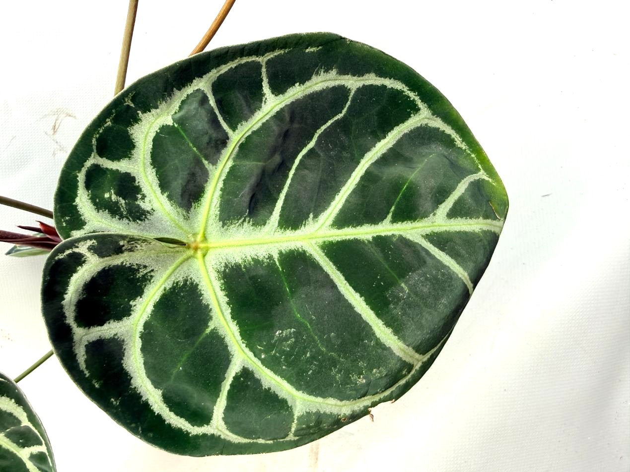 Anthurium Red Crystallinum x Silver Blush 10