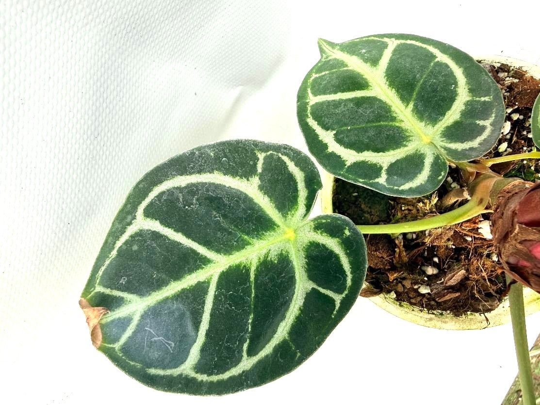 Anthurium Red Crystallinum x Silver Blush 7